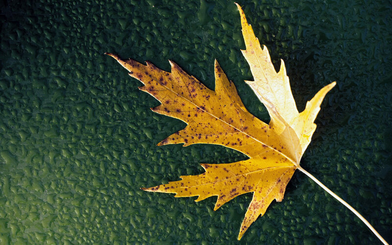 Yellow Autumn Leaf — Calm, Photograph