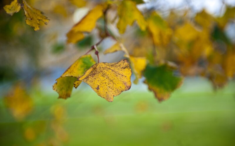 Yellow Autumn Leaf — Calm