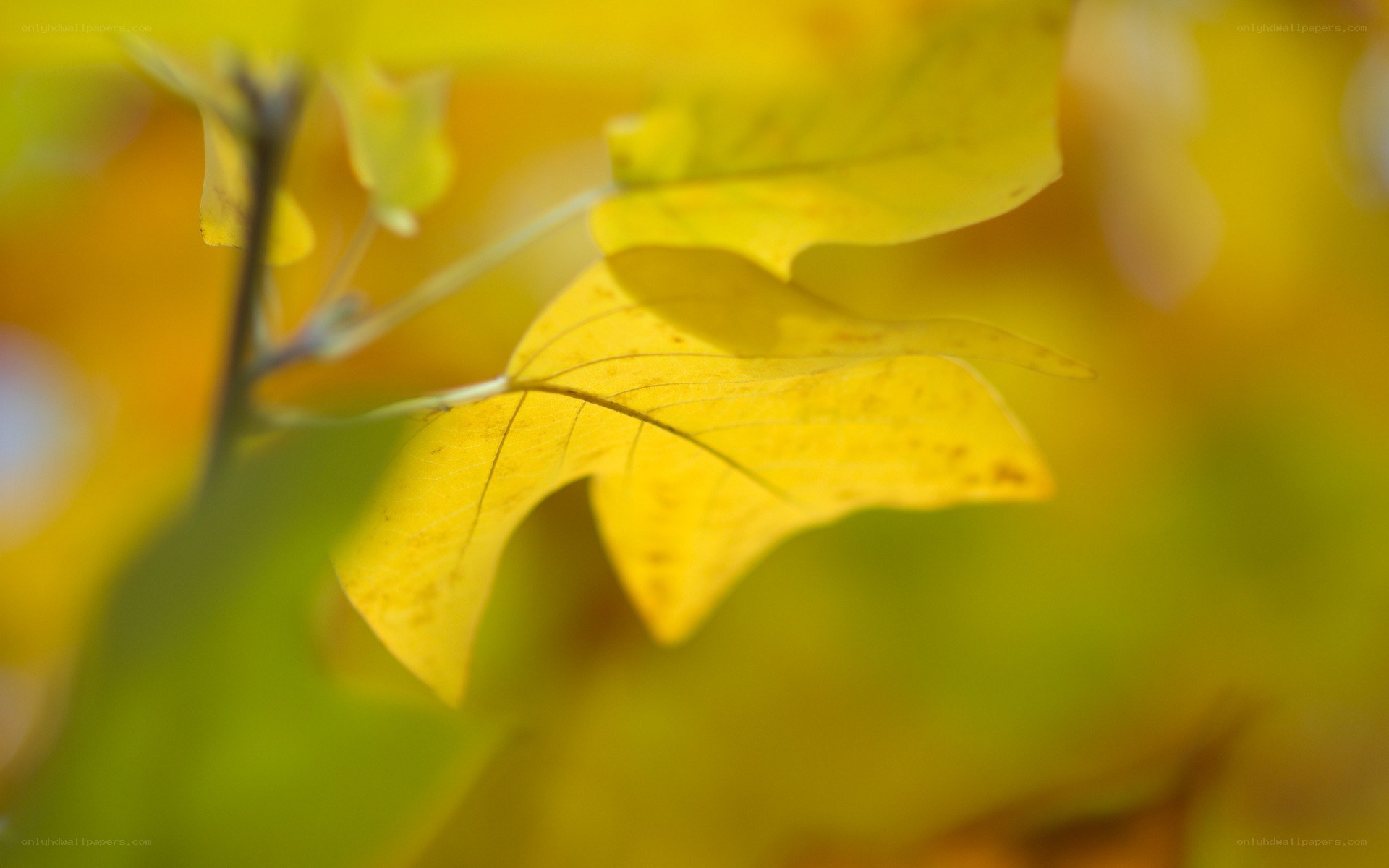 yellow autumn leaf close-up