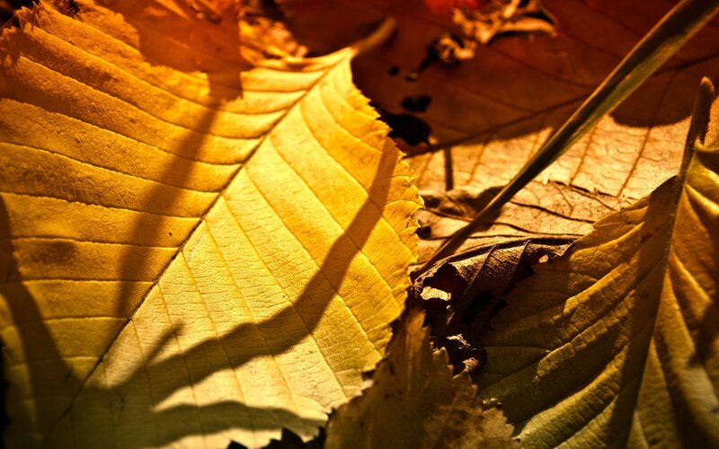 Yellow Autumn Leaf — Dramatic