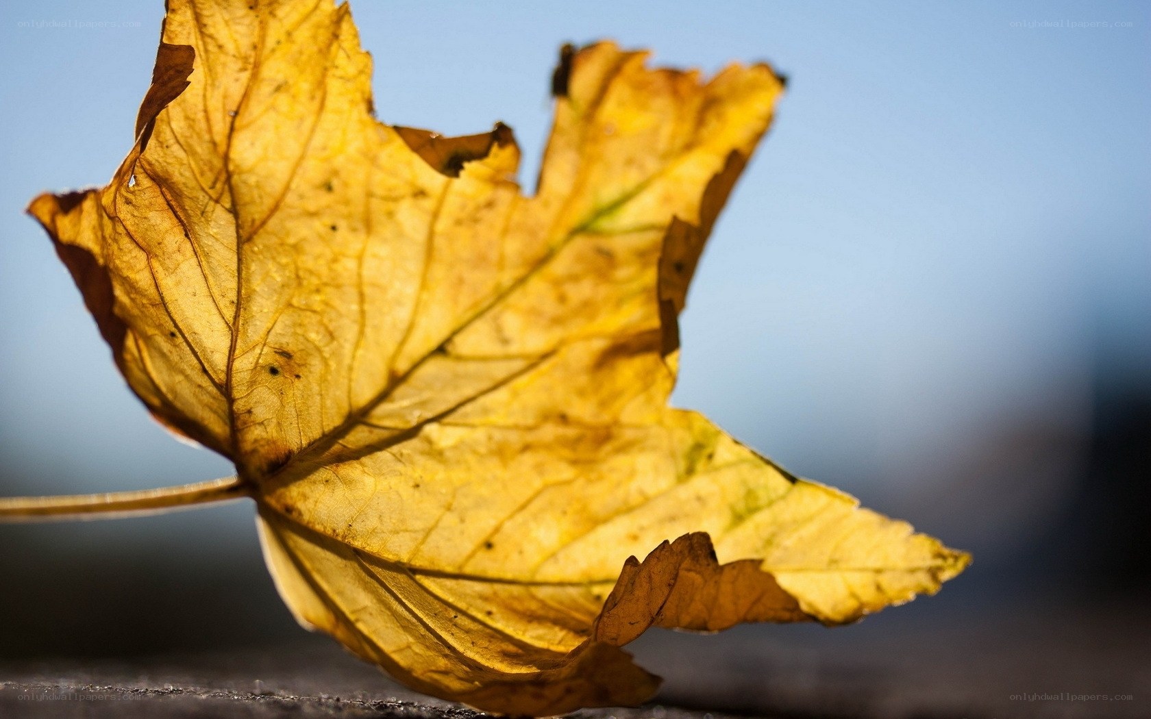 Yellow autumn leaf in sunlight