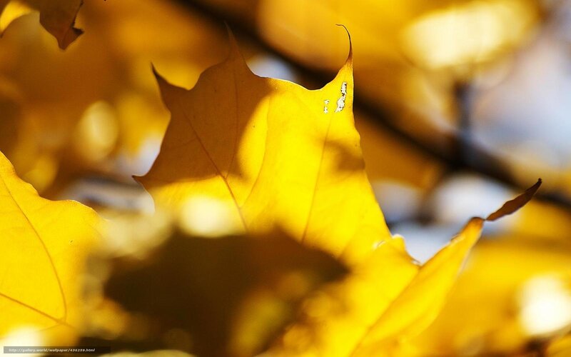 Yellow Autumn Leaf — Serene, Photograph