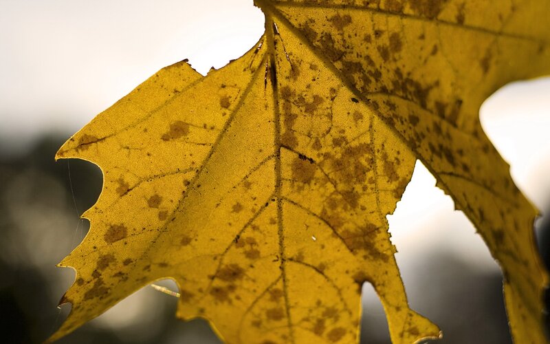 Yellow Autumn Leaf — Serene