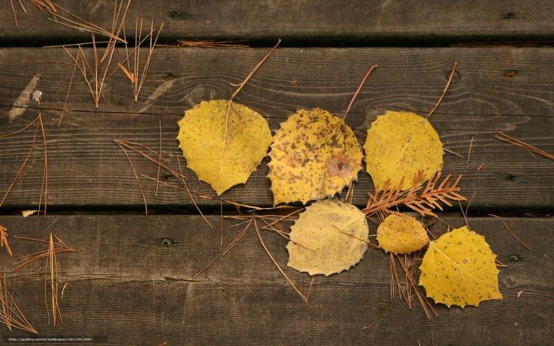 Yellow Autumn Leaves — Brown