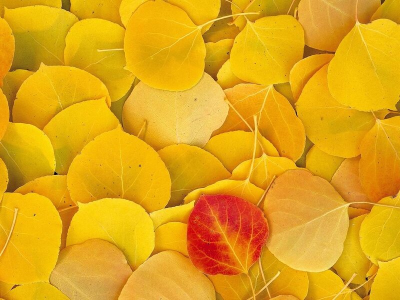 Yellow Autumn Leaves — Calm, Photograph, Red Leaf