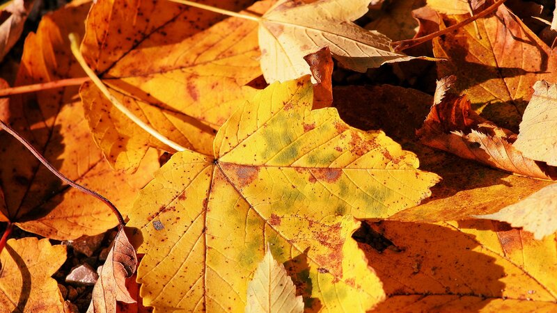 Yellow Autumn Leaves — Calm, Photograph, Sunlight