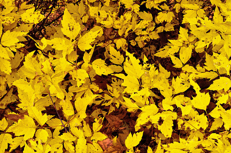 Yellow Autumn Leaves — Calm, Photograph