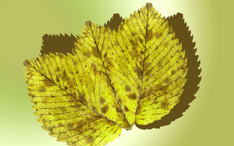 Yellow Autumn Leaves — Calm