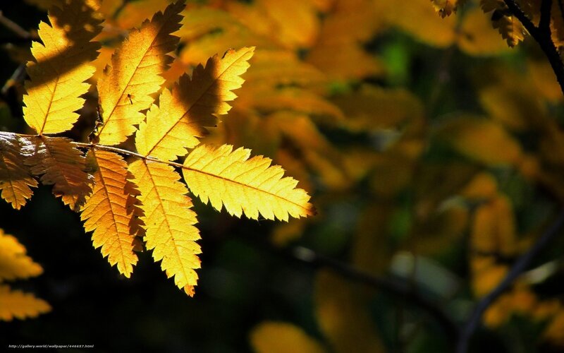 Yellow Autumn Leaves — Dramatic