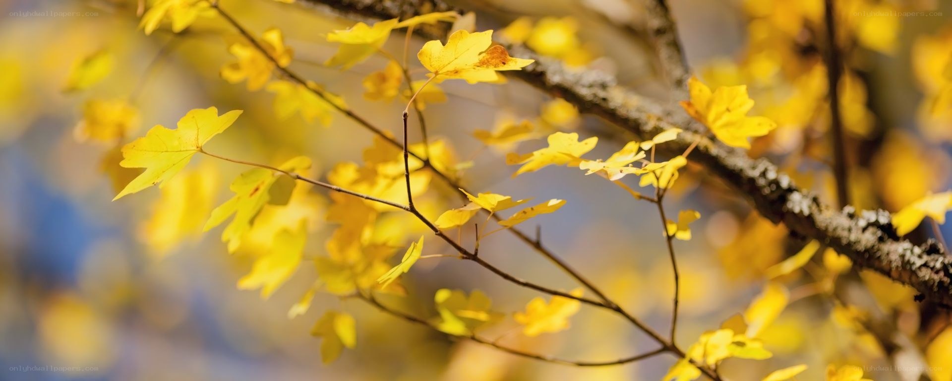 yellow autumn leaves on a branch