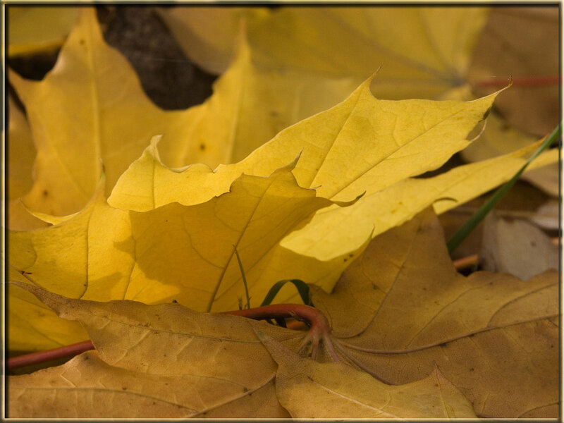 Yellow autumn leaves on ground
