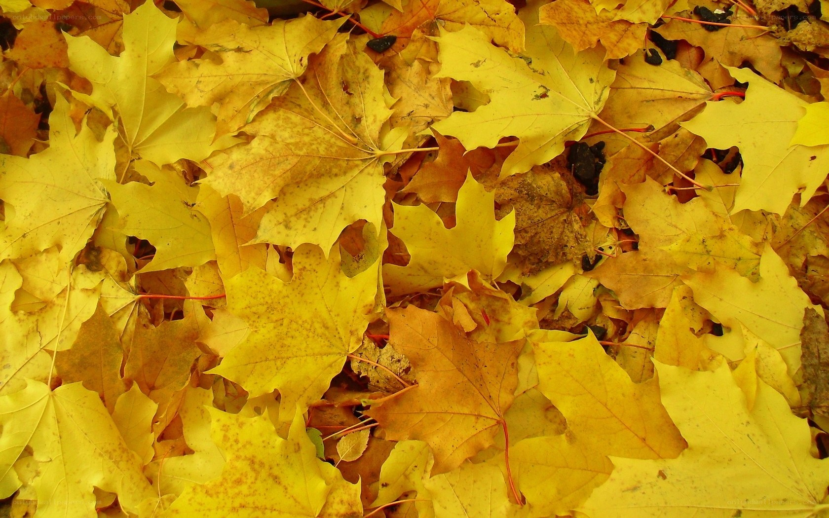 Yellow autumn leaves on ground