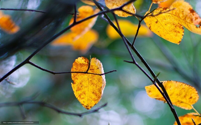 Yellow Autumn Leaves — Serene, Photograph, Branches, Forest