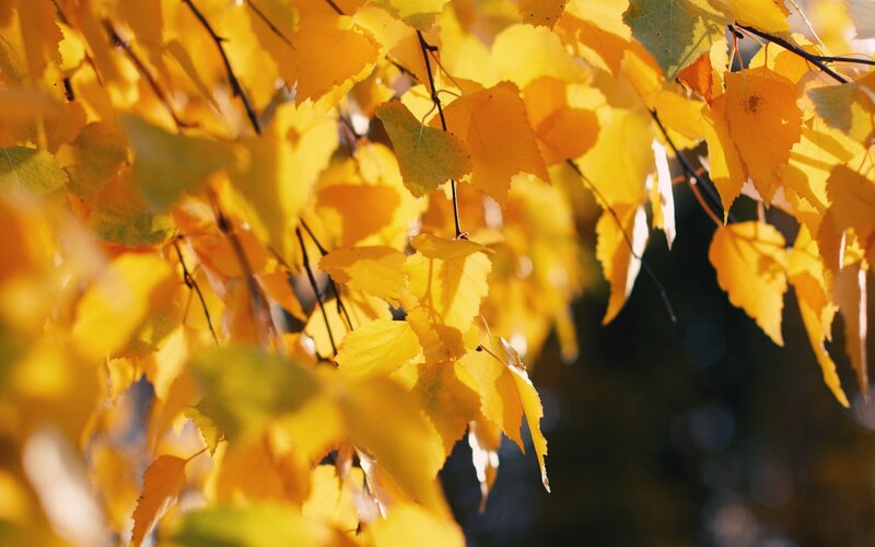 Yellow Autumn Leaves — Serene, Photograph, Branches