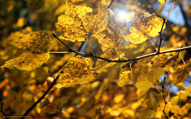 Yellow Autumn Leaves — Serene, Photograph, Sunlight, Branch