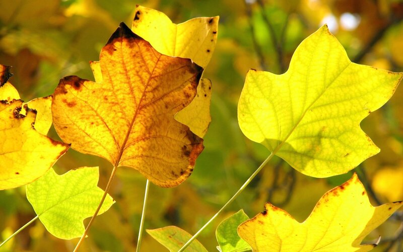 Yellow Autumn Leaves — Serene, Photograph, Sunlight
