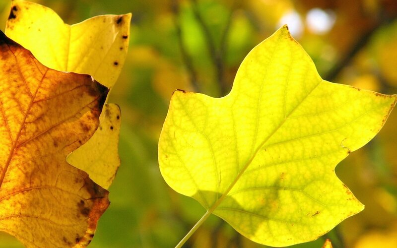 Yellow Autumn Leaves — Serene, Photograph, Sunlight, Tree