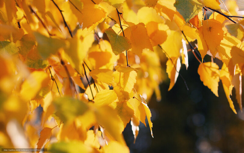 Yellow Autumn Leaves — Serene, Photograph