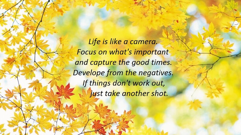 Yellow Autumn Leaves — Serene