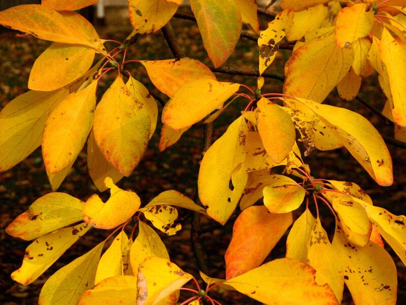 Yellow Autumn Leaves