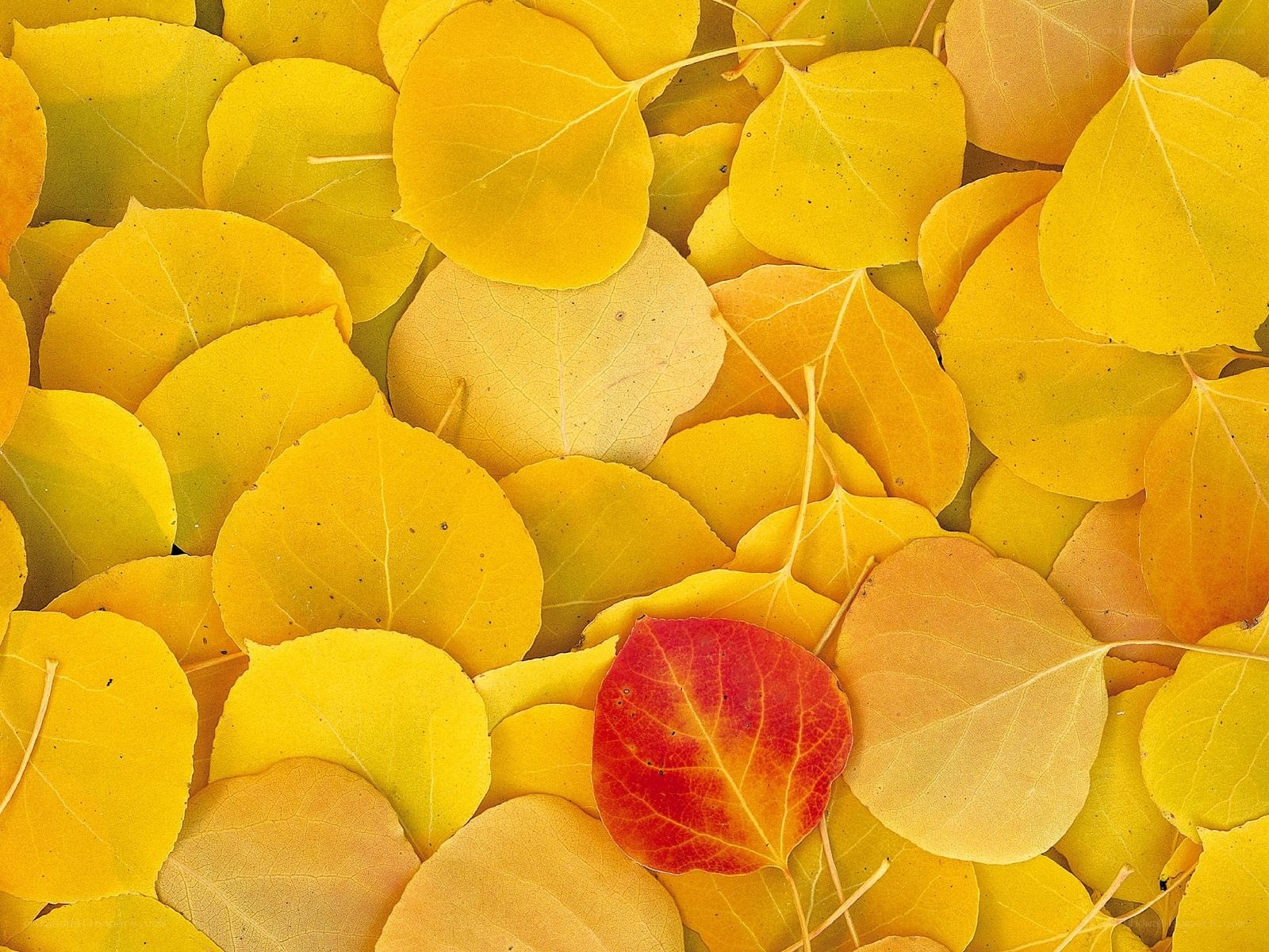 Yellow autumn leaves with one red