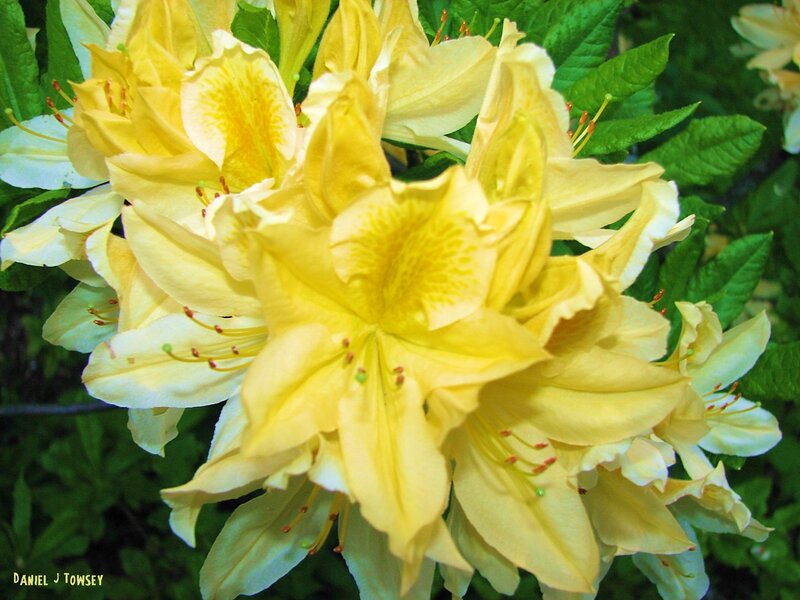 Yellow azalea blossoms