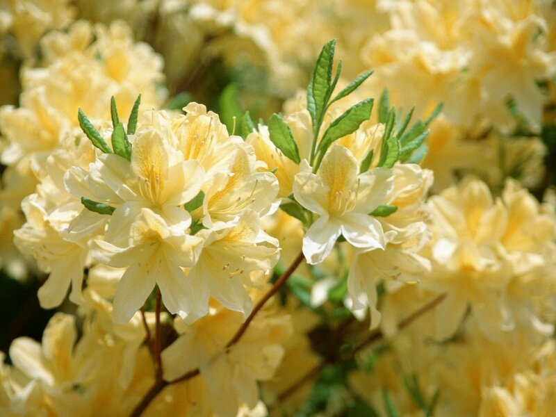 yellow azalea blossoms