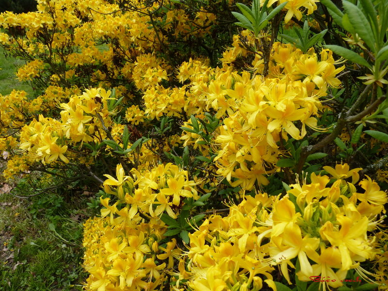 Yellow Azalea Bush