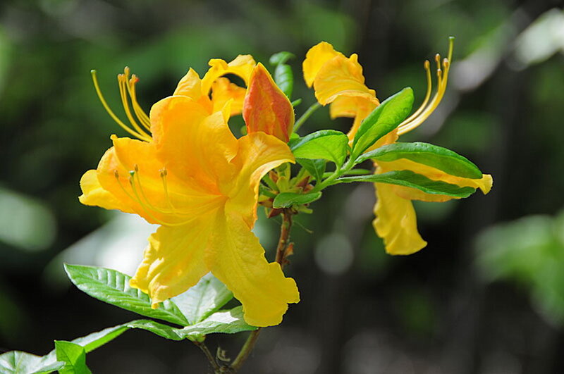 Yellow Azalea Flower