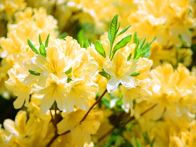 Yellow Azalea Flowers — Calm