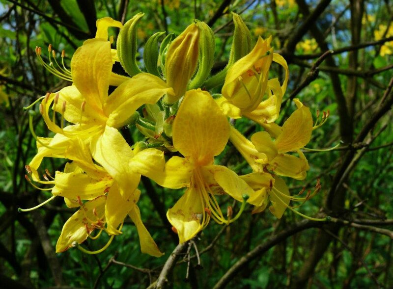 Yellow Azalea Flowers — Natural