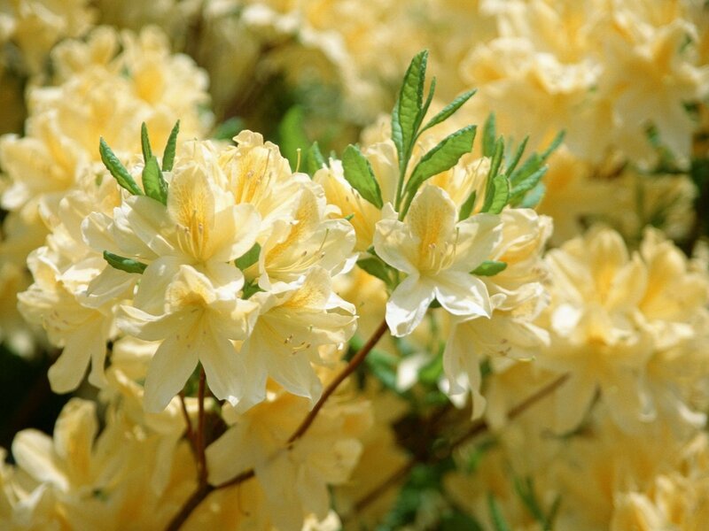Yellow Azalea Flowers — Serene