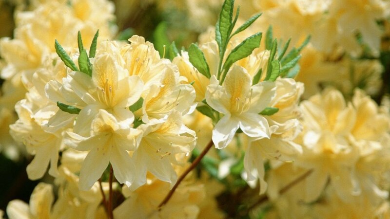Yellow Azalea Flowers