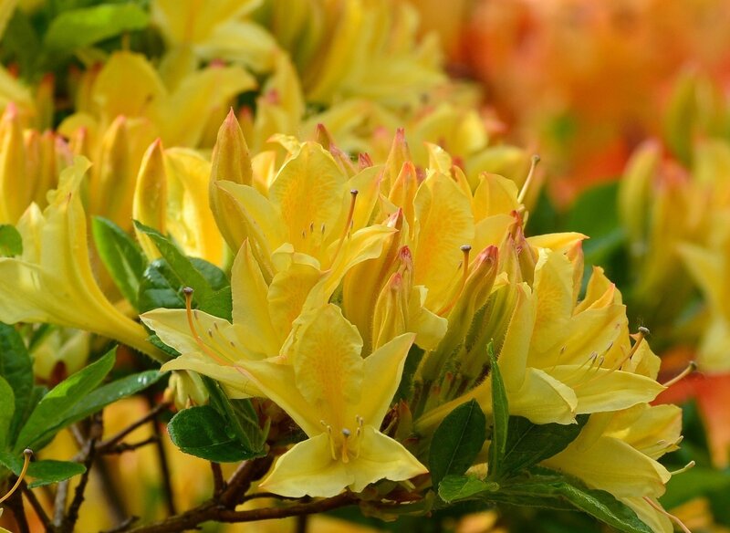 Yellow Azalea Flowers — Vibrant, Spring