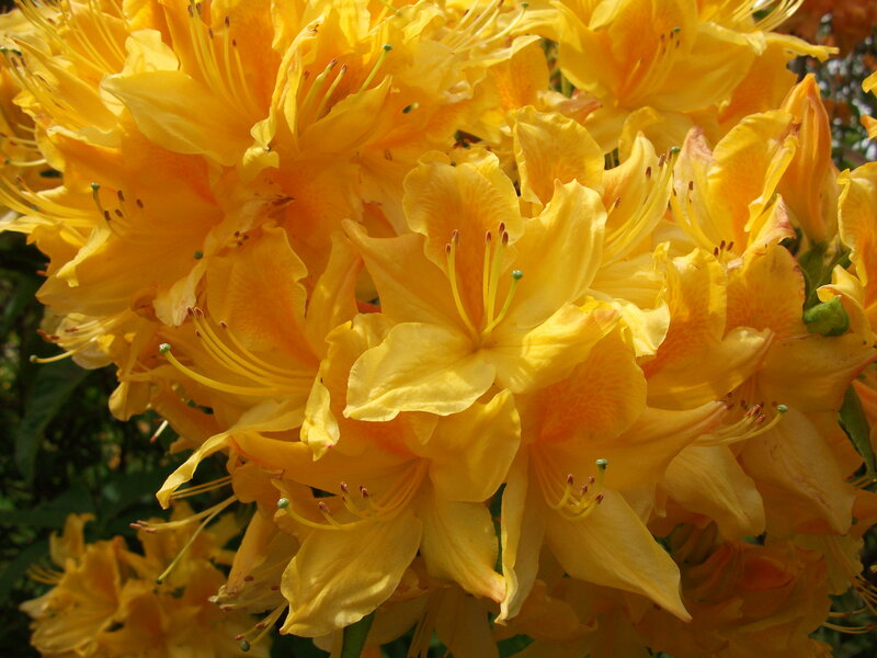 Yellow Azalea Flowers — Vibrant