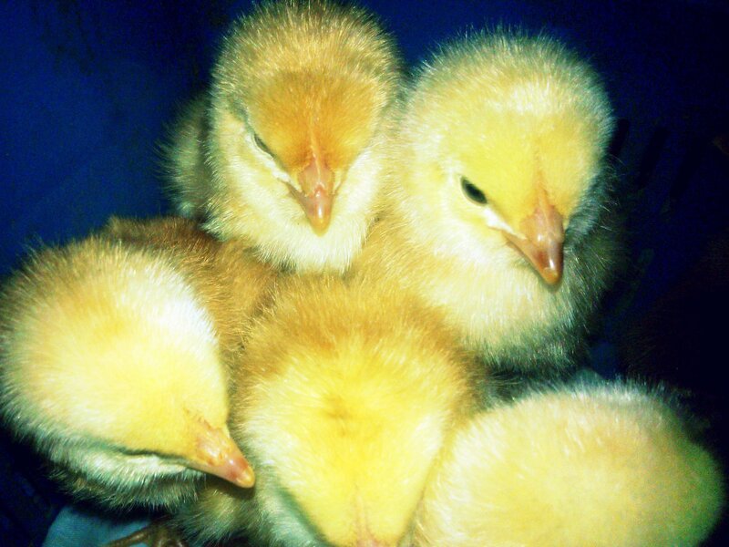 Yellow Baby Chicks — Calm
