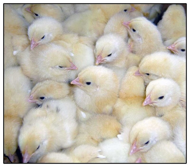 Yellow Baby Chicks
