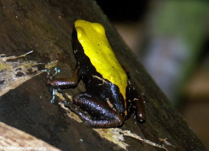 Yellow-backed Poison Frog