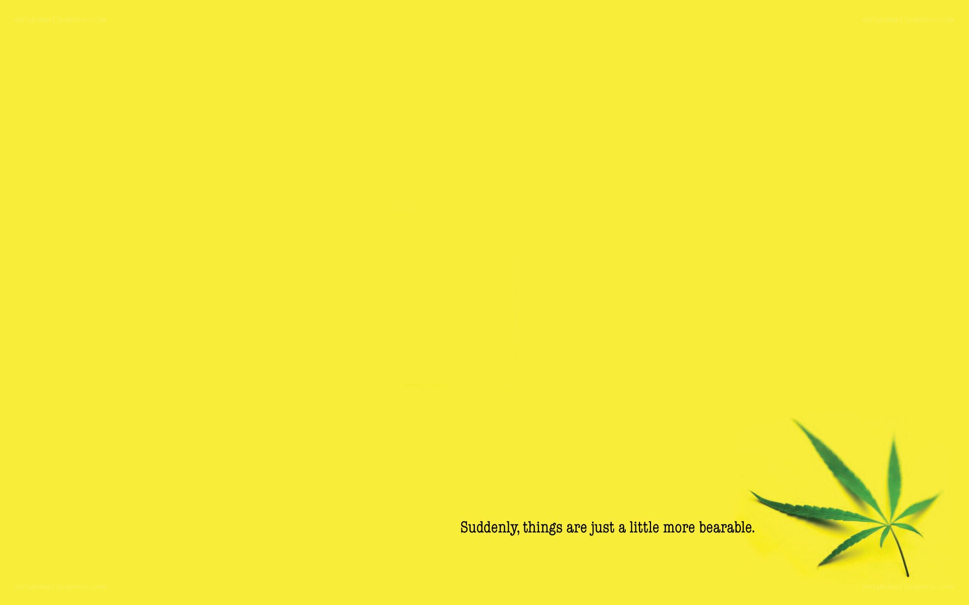 yellow background with leaf
