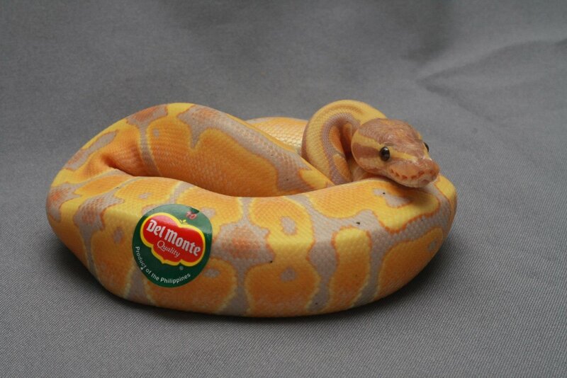 Yellow Ball Python — Calm, Photograph