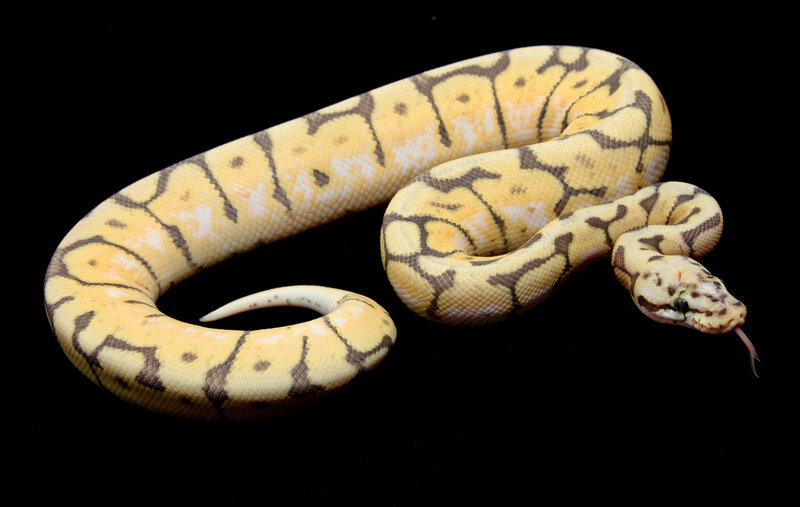 yellow ball python coiled