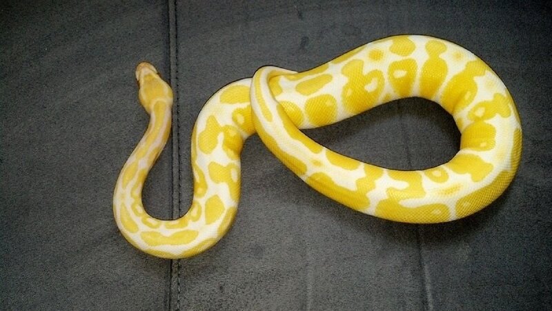 Yellow Ball Python