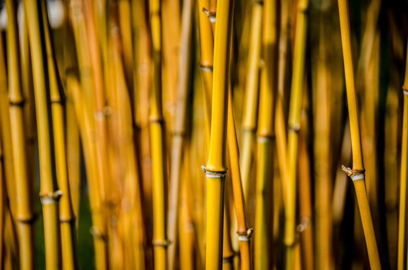 Yellow Bamboo Stalks — Serene