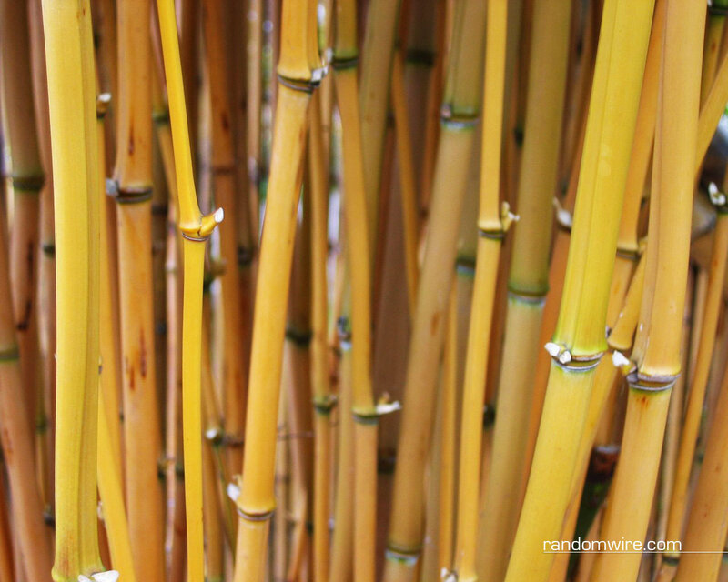 yellow bamboo stalks