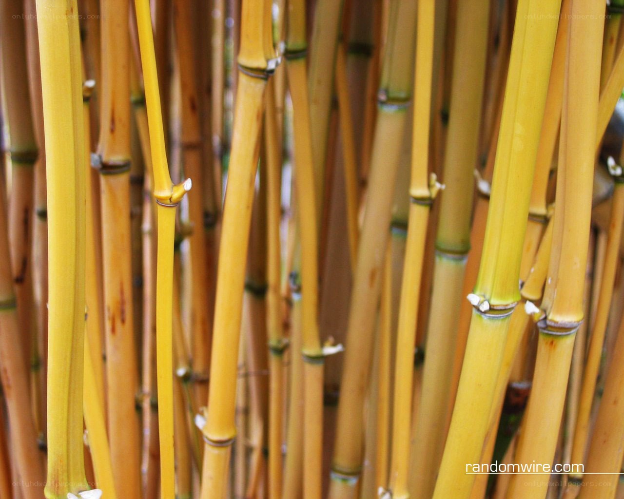 yellow bamboo stalks