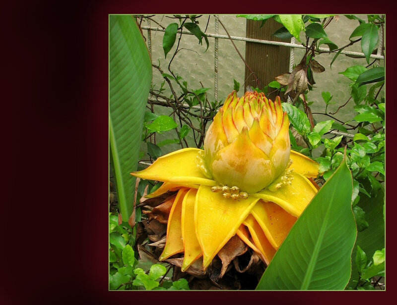Yellow banana flower in garden