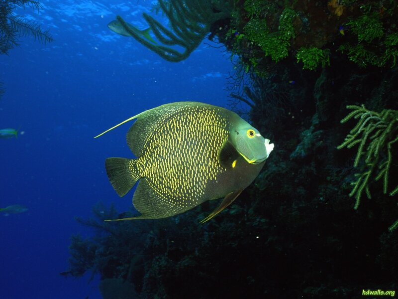 Yellow-banded Angelfish