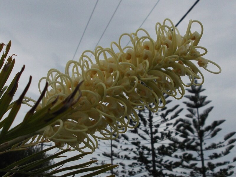 Yellow Banksia Flower — Overcast