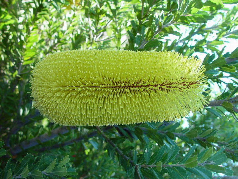Yellow Banksia Flower