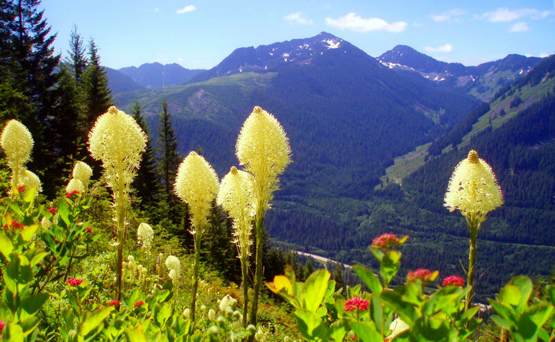 Yellow Bear Grass Flowers